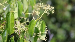 daun-pohon-kamper-1742634096637_169