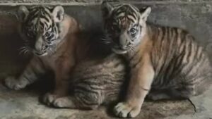 e9b9cde3-c18f-4ad5-b530-9ca4c2e53380