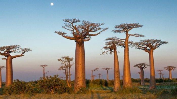 pohon-baobab