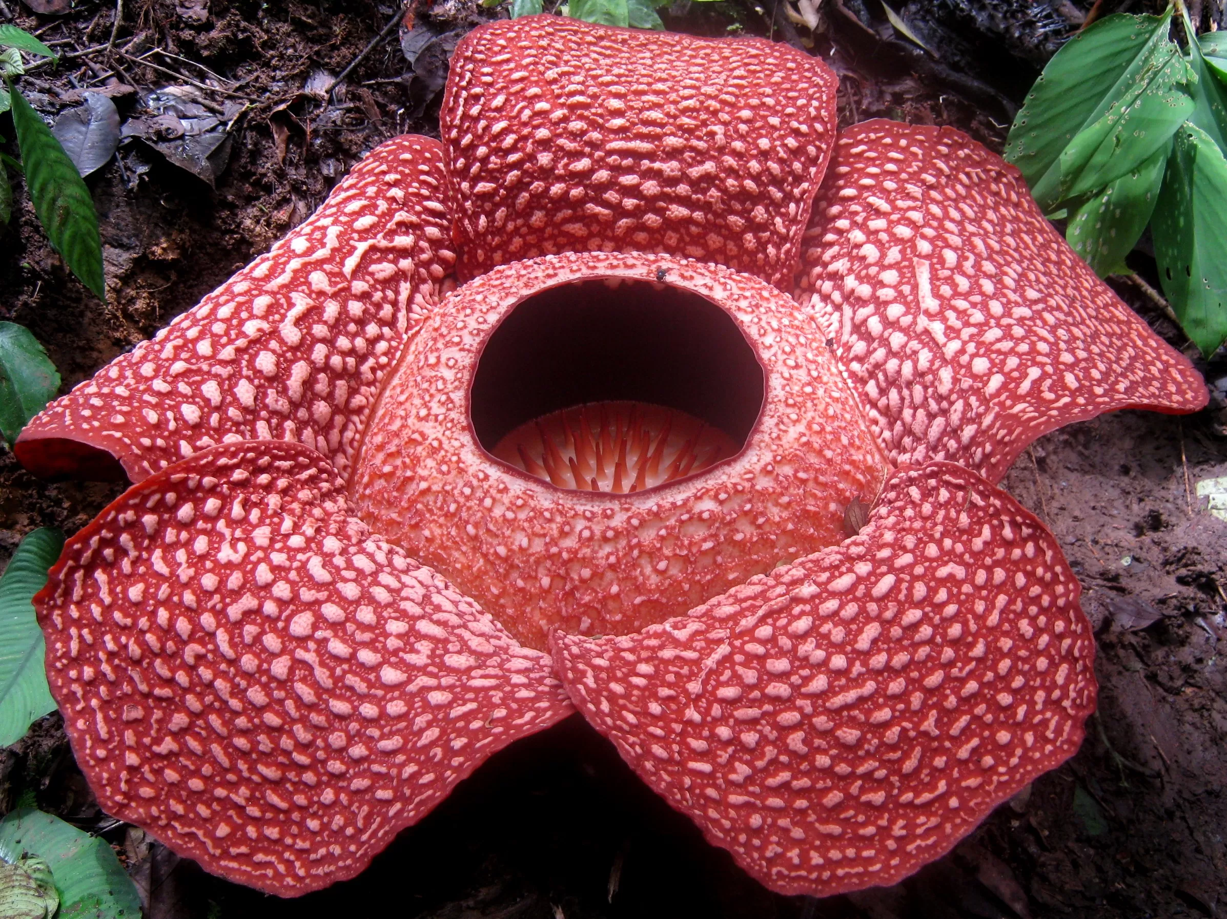 Rafflesia_arnoldi_2013-12-31_21-48JPG-3239403239